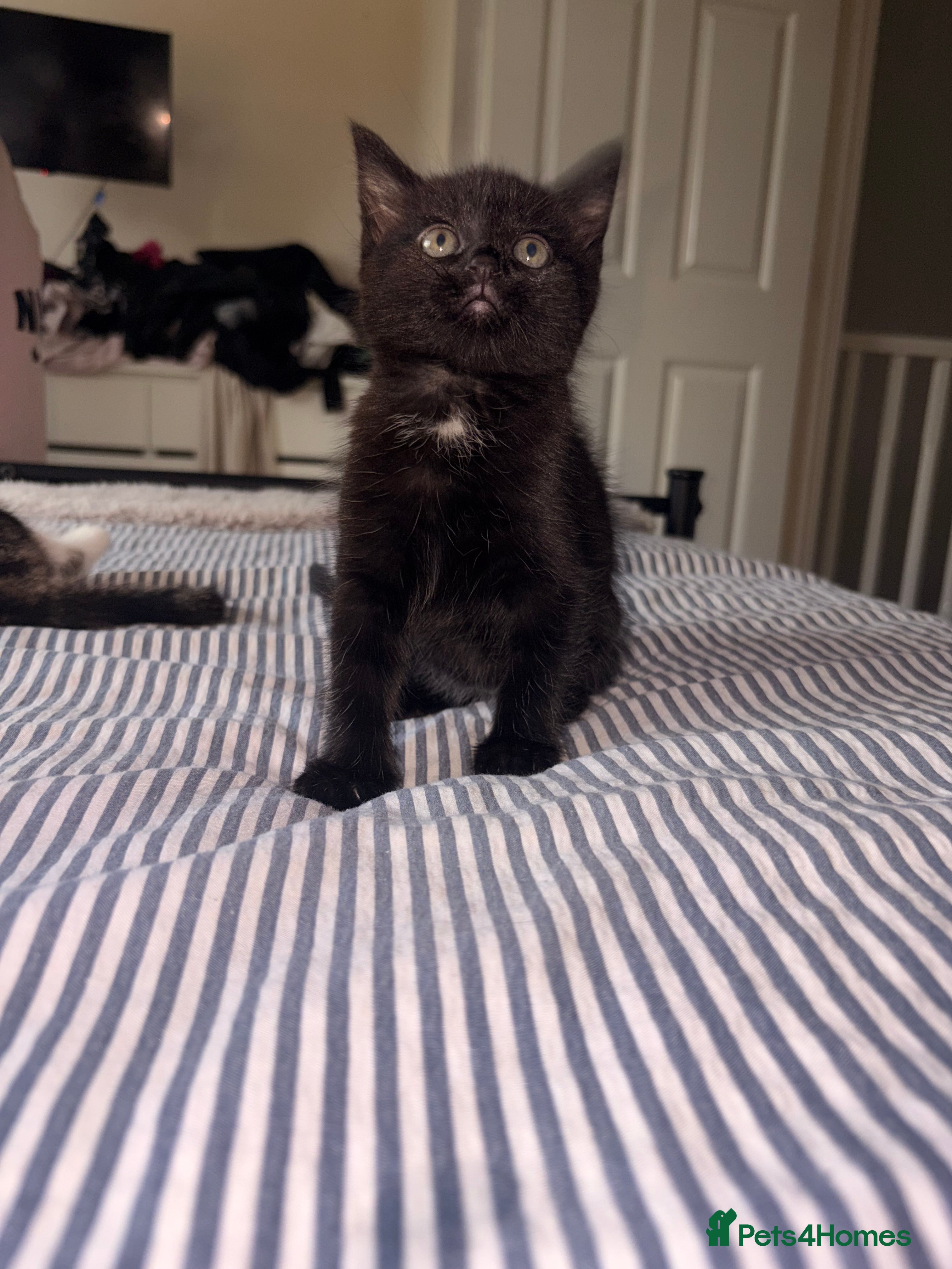 Mixed Breed cats for sale: Kittens for sale. - Advert 13