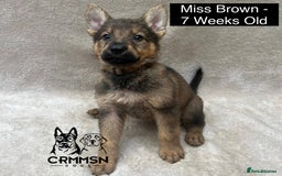 German Shepherd dogs for sale: Exceptional KC Reg Czech Line German Shepherd Pups in Nottingham - Image 11