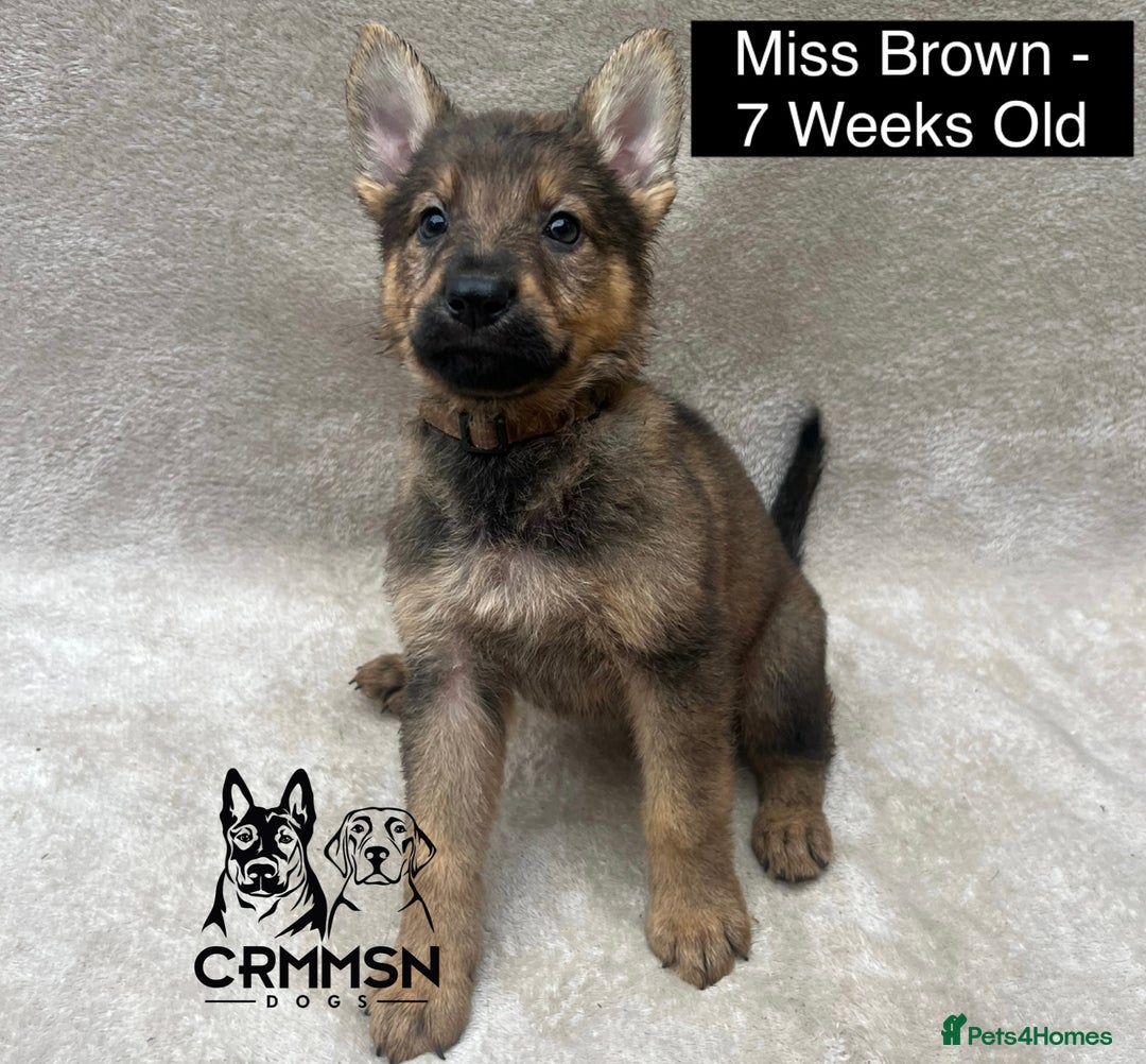 German Shepherd dogs for sale: Exceptional KC Reg Czech Line German Shepherd Pups in Nottingham - Image 11