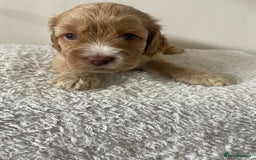 Cockapoo dogs for sale: Adorable F1 Cockerpoo puppies - Image 26
