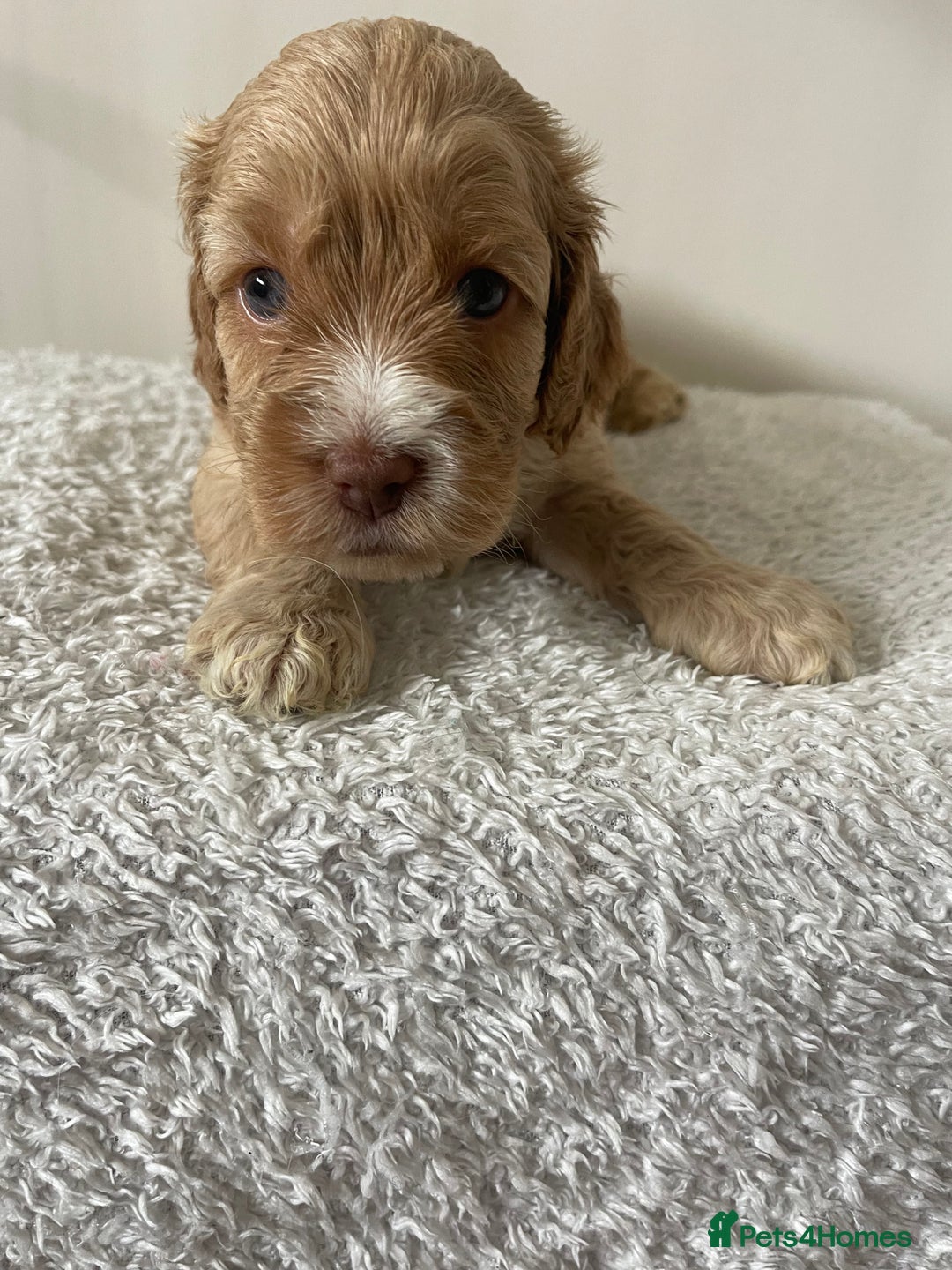 Cockapoo dogs for sale: Adorable F1 Cockerpoo puppies - Image 26