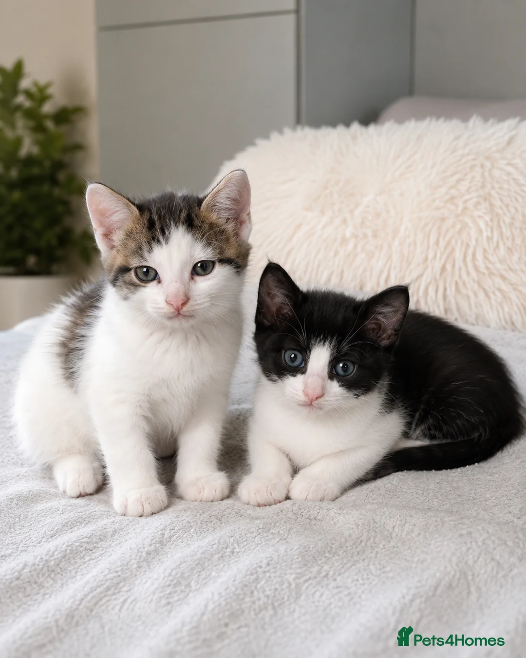 Mixed Breed cats for sale: Adorable Kittens Looking for Loving Homes - Advert 2