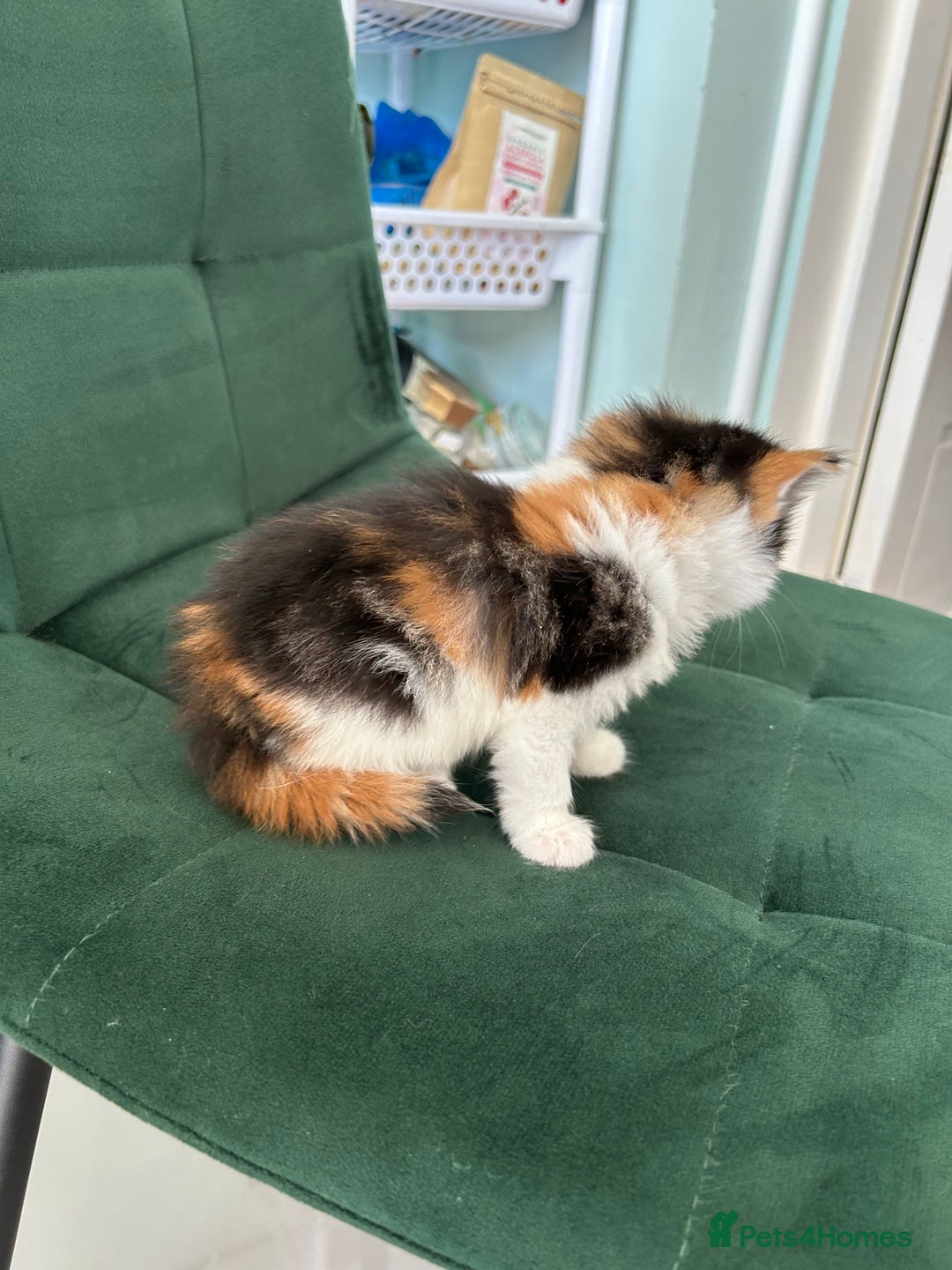 British Longhair cats for sale: Fluffy little angels  - Image 17