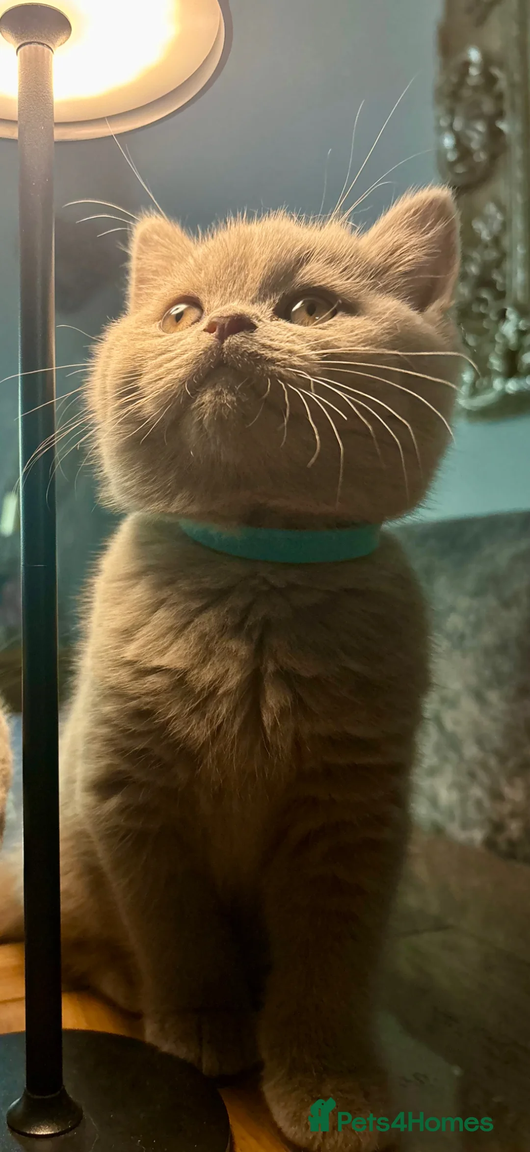 British Shorthair cats for sale: Stunning blue and cream bsh tortie GCCF reg!  - Advert 2