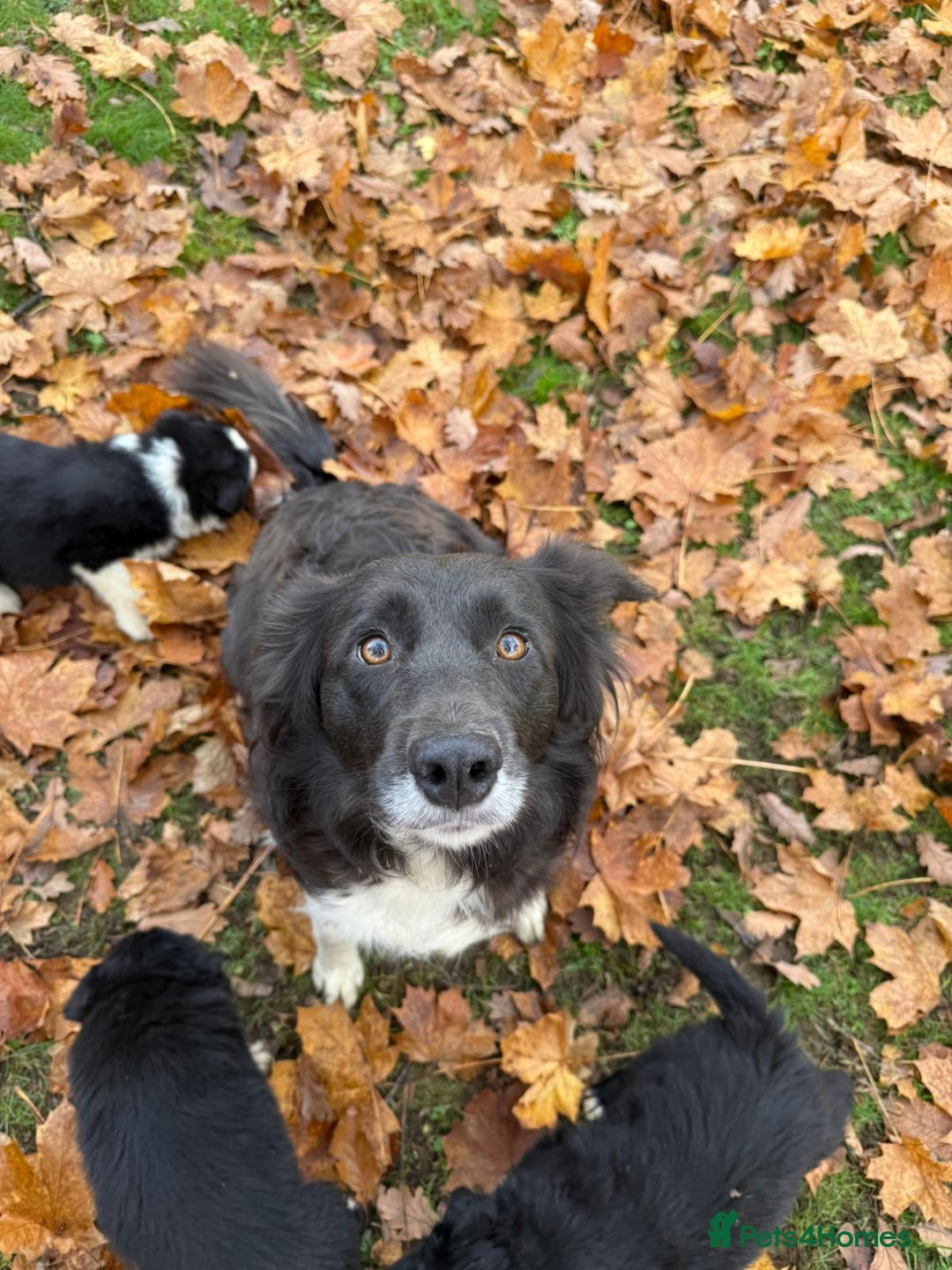 Border Collie dogs for sale: Gorgeous Border Collie Pups - Advert 9