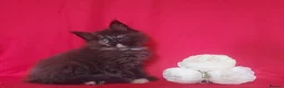 Maine Coon cats for sale: GCCF REGISTERED MAINE COON KITTENS FOR SALE  - Advert 11