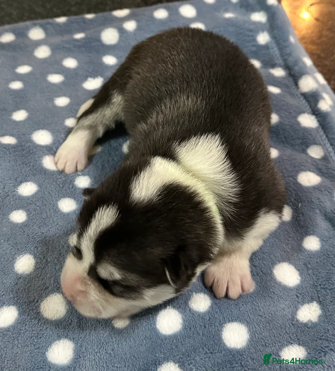 Siberian Husky dogs for sale: 4 Beautiful Siberian Husky Puppies - Advert 14