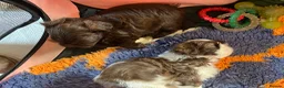 Shih Tzu dogs for sale: Adorable Shih Tzu puppies - Advert 20