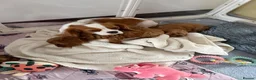 Cavapoo dogs for sale: Fox red cavapoo cuties  in Dartford - Advert 10
