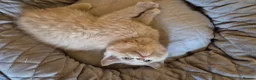 British Shorthair cats for sale: Ragdoll x bsh - Advert 2