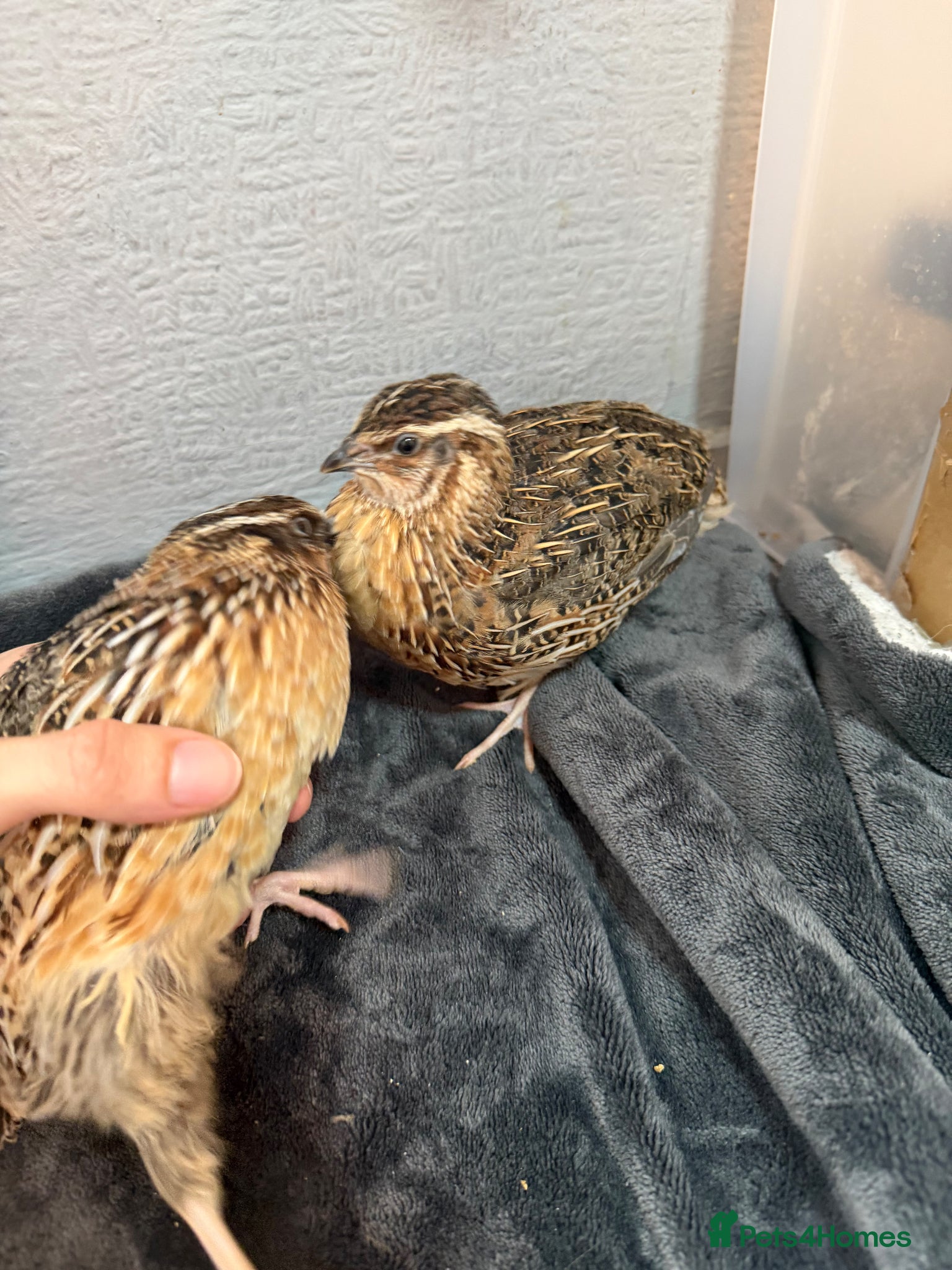 Quail poultry free male Japanese quail  - Advert 9