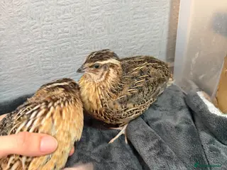 Quail poultry free male Japanese quail - Advert 9