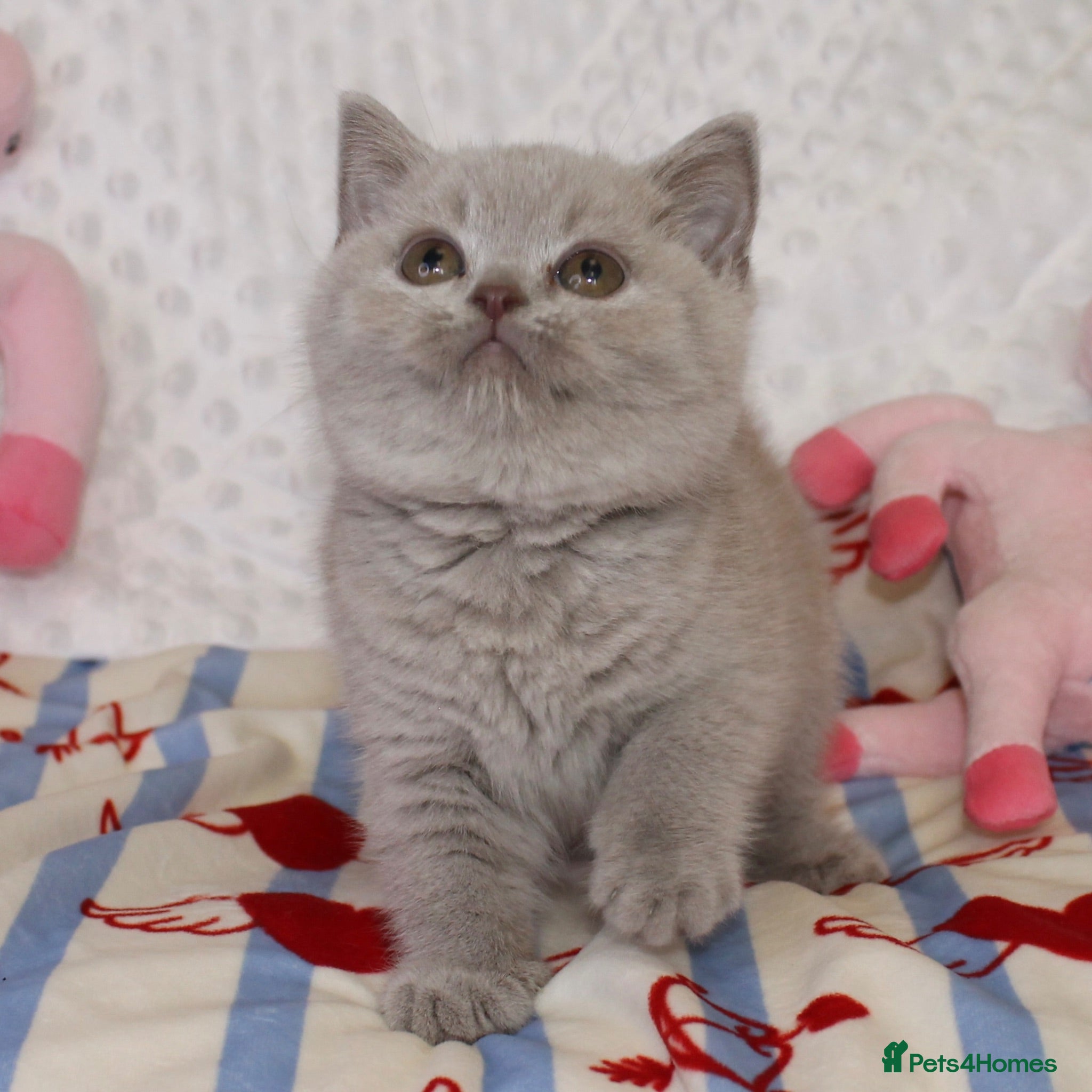 British Shorthair cats Ch sired GCCF Reg British shorthairs  - Advert 1