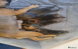 French Bulldog dogs for sale: 4 Chunky Male French Bulldogs - Image 1