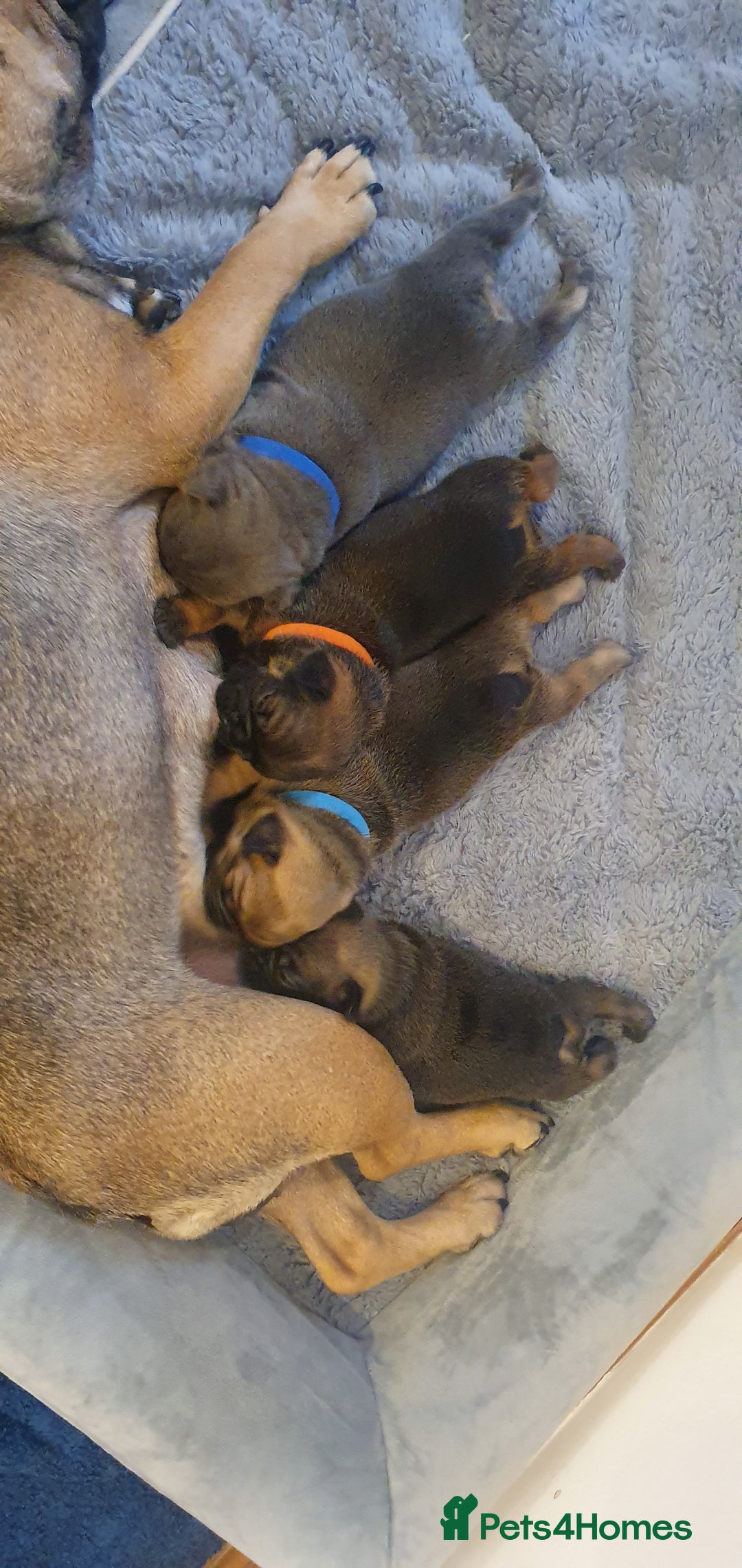 French Bulldog dogs for sale: 4 Chunky Male French Bulldogs - Image 1