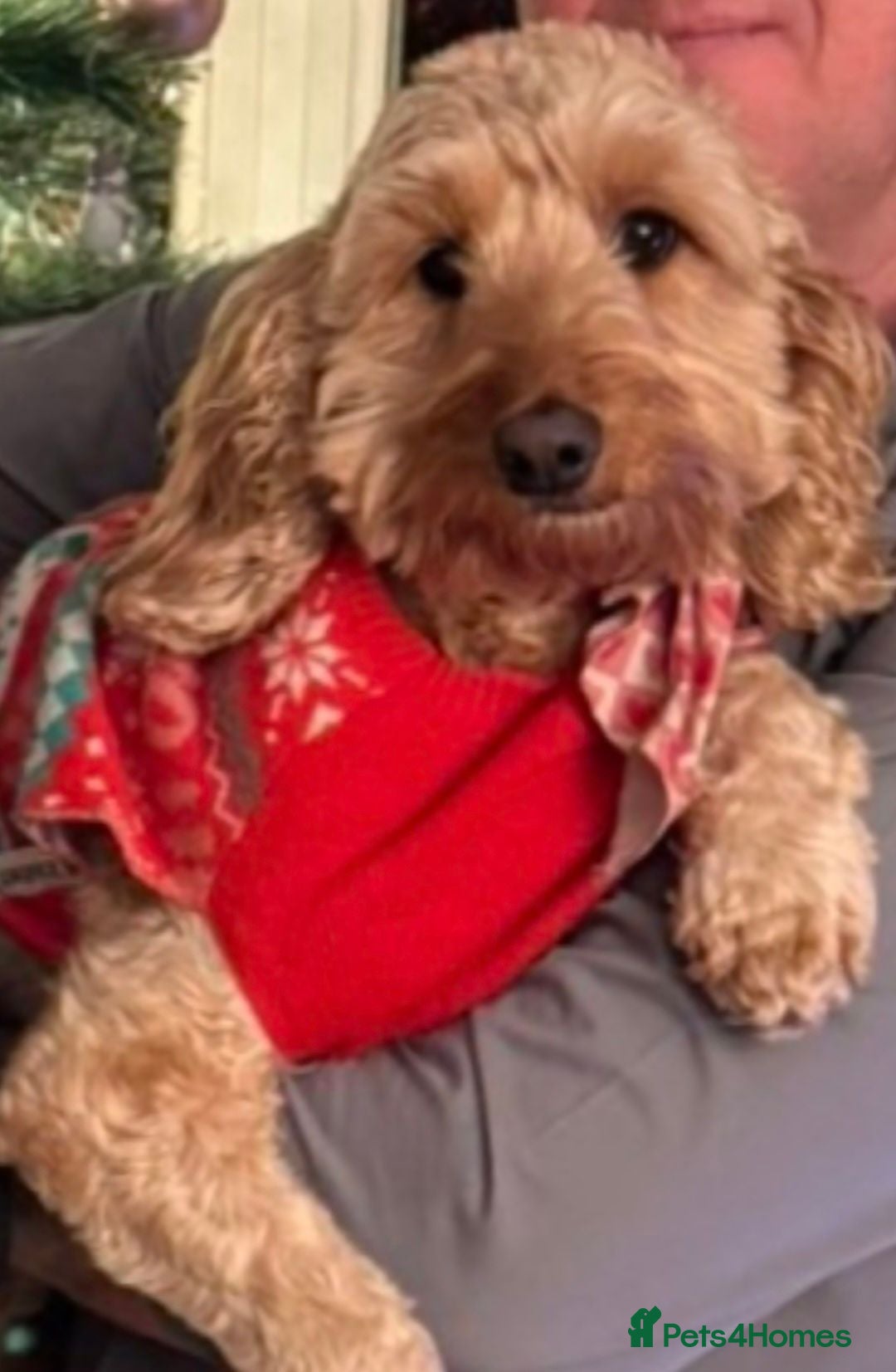 Cockapoo dogs Beautifully pups 🐶  - Advert 2