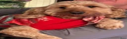 Cockapoo dogs for sale: Beautiful pups 🐶  - Advert 1