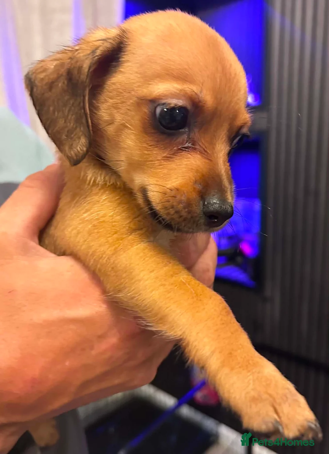 Chiweenie dogs for sale: chi-weenie Puppy's for sale  in Wallsend - Advert 2