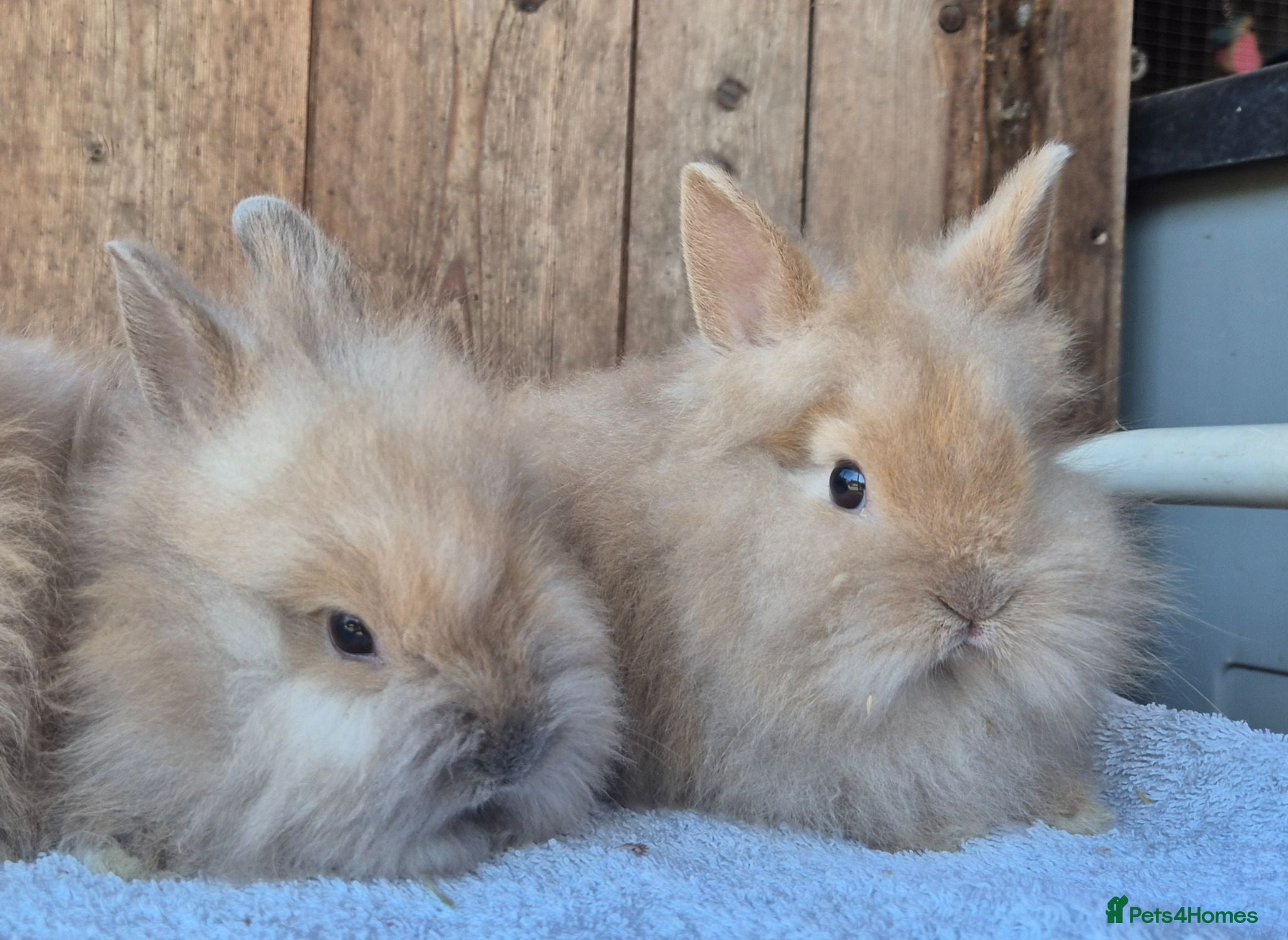 Lionhead rabbits Lion head baby girls  - Advert 1