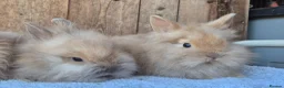 Lionhead rabbits for sale: Lion head baby girls  - Advert 1