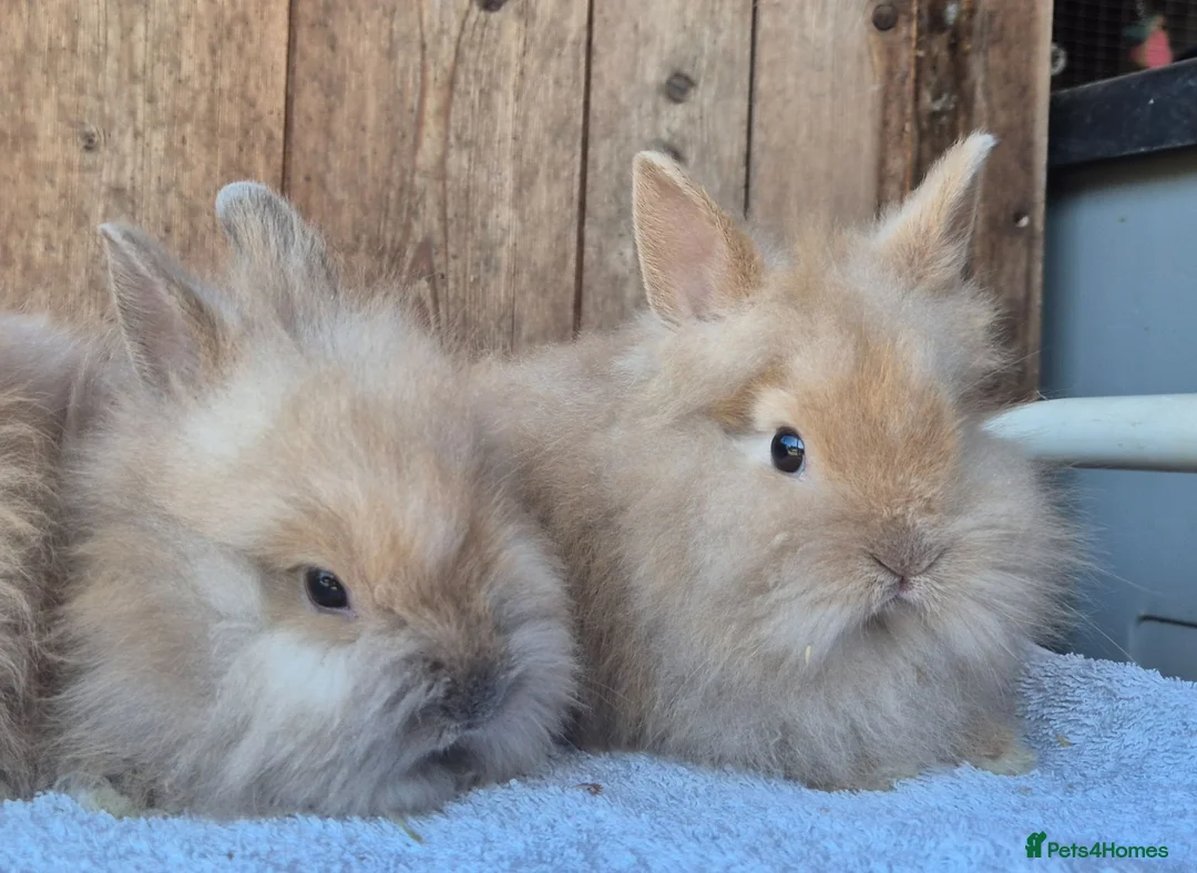 Lionhead rabbits for sale: Lion head baby girls  - Advert 1