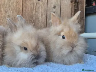 Lionhead rabbits Lion head baby girls - Advert 1
