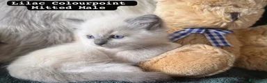 Ragdoll 6