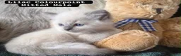 Ragdoll cats for sale: Ragdoll kittens - Advert 8