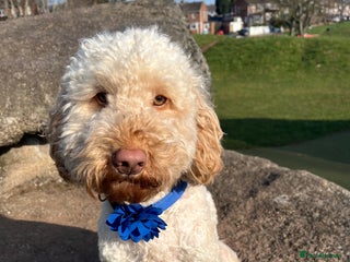 Cockapoo dogs in Stourbridge - Advert 16