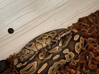 Python Snake reptiles in Gloucester - Advert 28