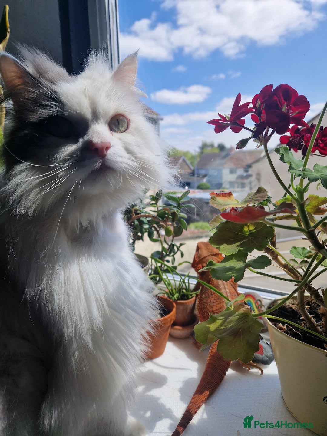 Ragdoll cats for sale: Gorgeous Ragdoll x Persian boy  - Image 6