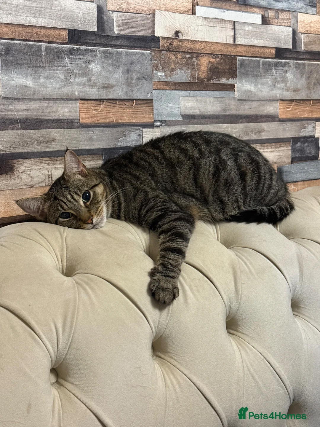 British Shorthair cats for sale: Seeking a loving Home for Kitty and Sassy - Advert 2