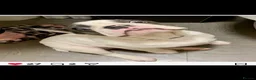 French Bulldog dogs for sale: French Bulldog  in Oldbury - Advert 9