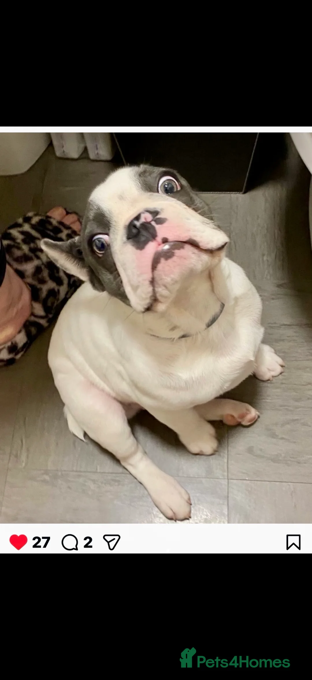 French Bulldog dogs for sale: French Bulldog  in Oldbury - Advert 9