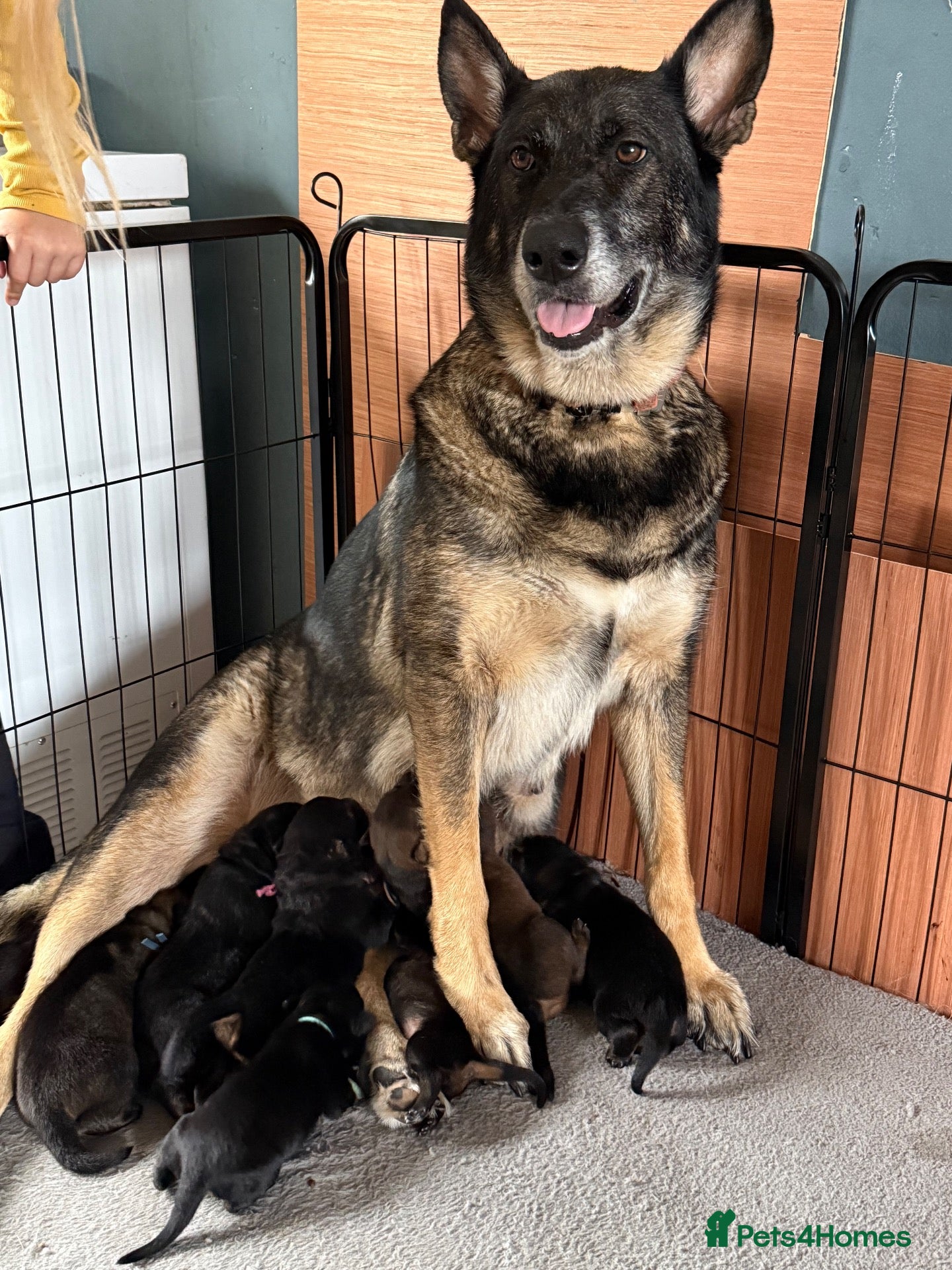 Mixed Breed dogs German Shepherd x Rottweiler - Advert 16