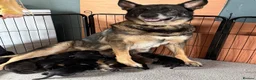 Mixed Breed dogs for sale: German Shepherd x Rottweiler - Advert 1