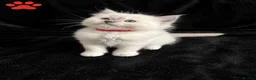 Ragdoll cats for sale: Blue Point Mitted Ragdoll Kittens  in Burton-on-Trent - Advert 4