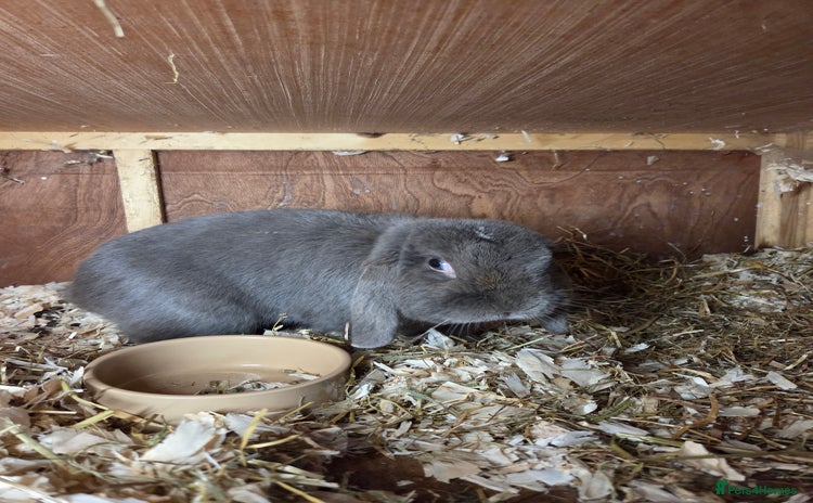 Mini Lop rabbits - Advert 7