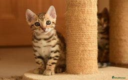 Bengal cats for sale: Show quality Bengal kittens available  - Image 8