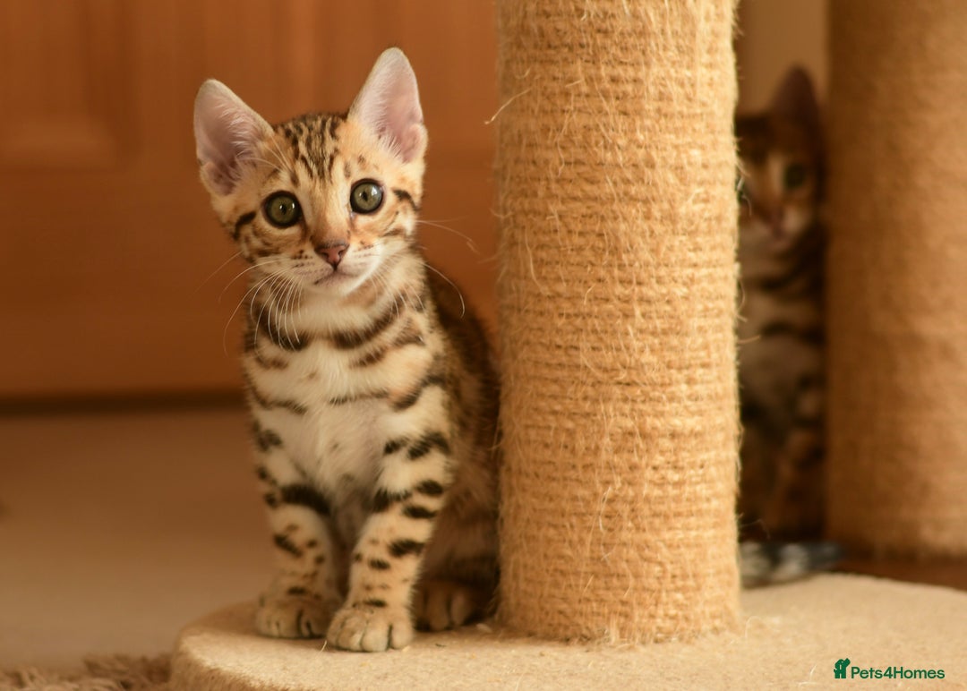 Bengal cats for sale: Show quality Bengal kittens available  - Image 8