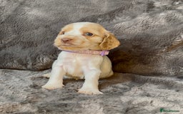 Cocker Spaniel dogs for sale: KC Show Type Cocker Spaniel Pups - Family Home  - Image 18
