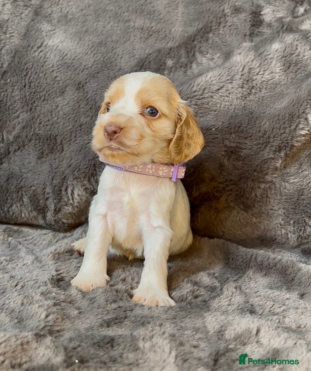 Cocker Spaniel dogs for sale: KC Show Type Cocker Spaniel Pups - Family Home  - Image 18