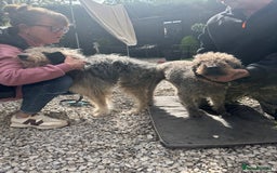 Bedlington Terrier dogs for sale: Bedlington whippet x bedlington terrier  - Advert 10