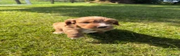 Cockapoo dogs for sale: First generation Cockapoo Puppies  - Advert 11