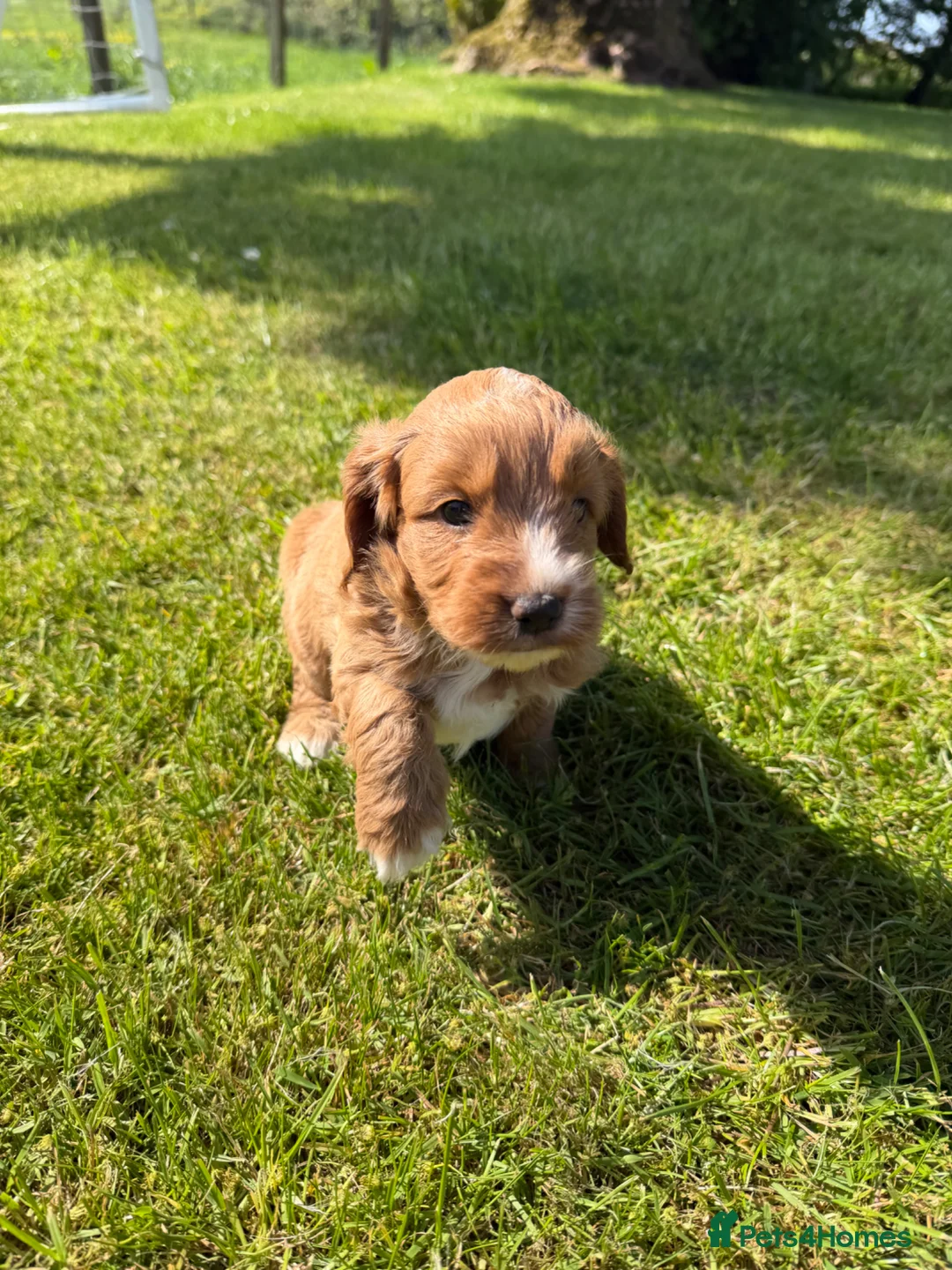 Cockapoo dogs for sale: First generation Cockapoo Puppies  - Advert 11