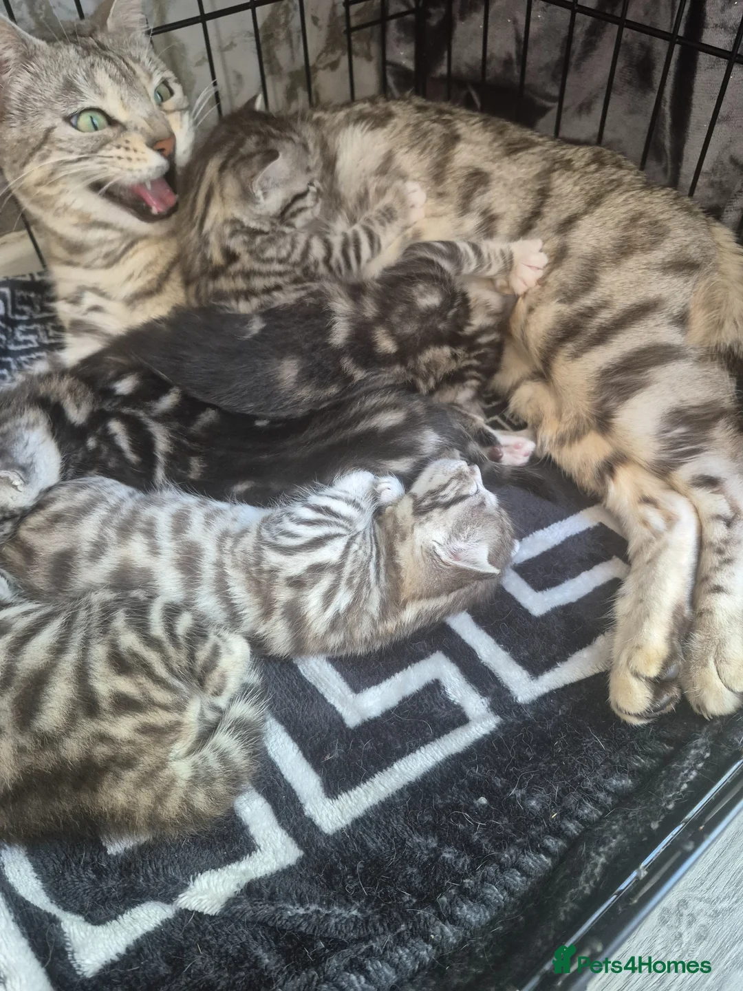 Mixed Breed cats for sale: Mixed bengal - Advert 17