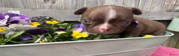 Boston Terrier dogs for sale: KC Registered Boston Terrier pups  - Advert 31