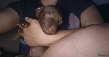 Mixed Breed dogs - Advert 10
