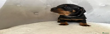 Black and tan 