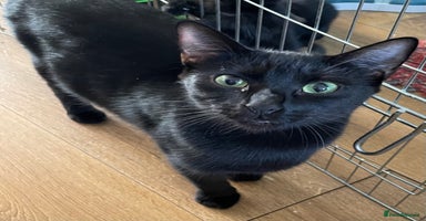 Mixed Breed cats - Advert 11